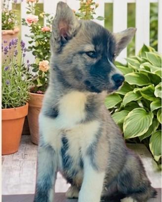 Cucciola siberian Husky