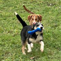 Cucciolo meticcio spinone