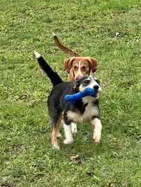 Cucciolo meticcio spinone