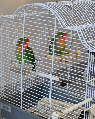Inseparabili