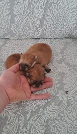 Cuccioli di spitz pomerania toy