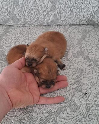 Cuccioli di spitz pomerania toy