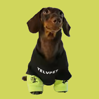 Vestiti per cani di moda per bassotto