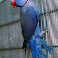 Coppie e singoli pappagalli