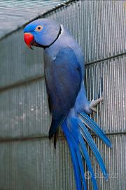 Coppie e singoli pappagalli