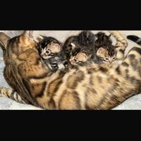 Cuccioli gatti del Bengala