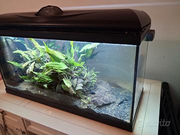 Acquario