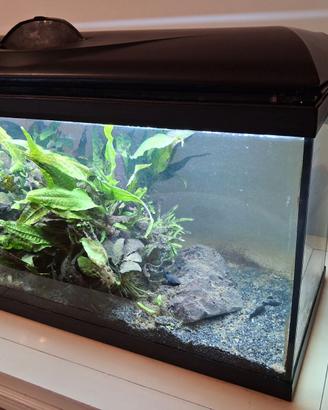 Acquario