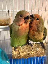 Inseparabili allevati a mano