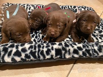 Cuccioli di Labrador color cioccolato