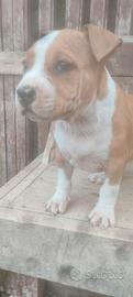 Cuccioli Amstaff