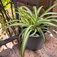 Pianta Ragno purificatrice ambienti