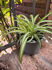 Pianta Ragno purificatrice ambienti