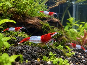 Neocaridina Red Rili - Gamberetti d'acqua dolce -