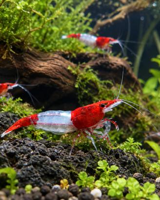 Neocaridina Red Rili - Gamberetti d'acqua dolce -