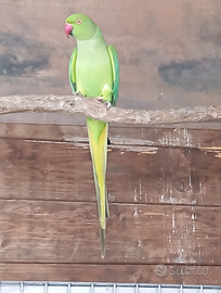 Parrocchetto dal collare