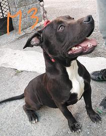 American Pitbull