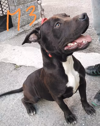 American Pitbull