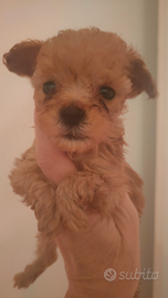 Maschietto di Barboncino