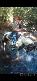Vendita cavallo