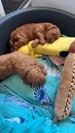 Cuccioli di barboncino toy / mini toy fulvi