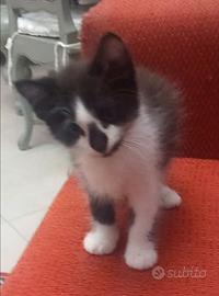 Gattini