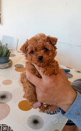 Maltipoo Coreano