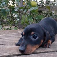 Bassotto tedesco kaninchen e nano