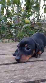 Bassotto tedesco kaninchen e nano