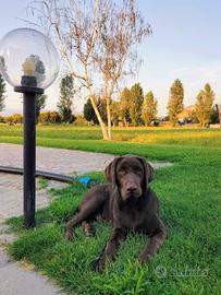 Labrador cucciolo maschio di 5 mesi  