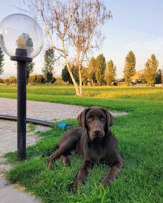 Labrador cucciolo maschio di 5 mesi  