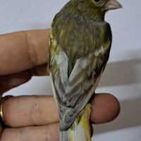 Canarino spagnoletto Jaspe