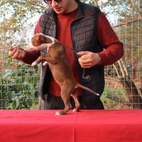 Cucciole di Pit Bull