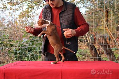 Cucciole di Pit Bull