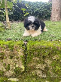 Maschietto di shitzu