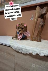 Barboncini mini toy / toy