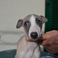 Vendita cuccioli Whippet di tre mesi