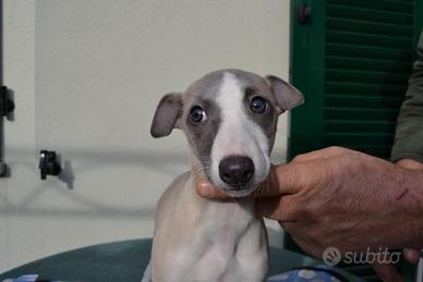 Vendita cuccioli Whippet di tre mesi