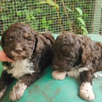 Cuccioli lagotto