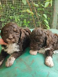 Cuccioli lagotto