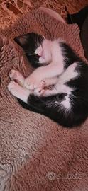 Gattine