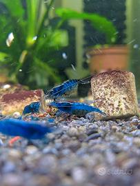 Neocaridine Davidi "Blue Dream"