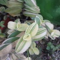 Talee di Trandescantia Sillamontana variegata