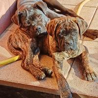 Cani corso purissimi