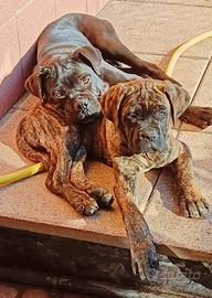 Cani corso purissimi