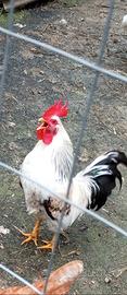 Gallo