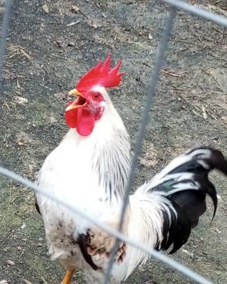 Gallo
