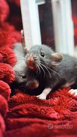 Cuccioli di ratto domestico