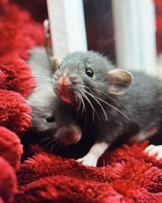 Cuccioli di ratto domestico