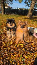 🐾 Spitz Pomerania (Volpino) Maschio vicenza ‼️